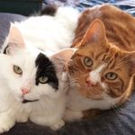 Alan & Pepper - @alanandpepper - Instagram