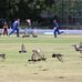 Alan Pettigrew Oval - Facebook