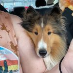 Peter Alan Pettigrew - @petethecoyotesurvivor - Instagram