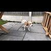 Alan Pidgeon - @alan.pidgeon2 - TikTok