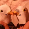 Alan y pidgeon - @alanvvega - TikTok
