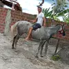 Vaqueiro testado 😜🐎 - @alanpontes43 - TikTok