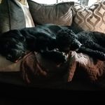 Alan Rennie - @renniea1960 - Instagram