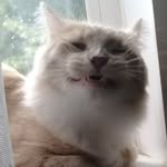Алан - @_alan_royal_cat_ - Instagram