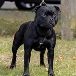 KS Royal Rumble for Kalanibull - Boo - @ks.royal.rumble4kalanibull - Instagram