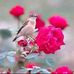 Allan Ruthler - Facebook