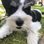 Benji “Alan” Sandler - @benjischnauzerr - Instagram