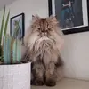 Sandrine Castalan - @sandrine.castalan - TikTok