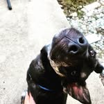 Alan Schlichting - @archiethebullshepherd - Instagram