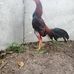 Alan Gerardo Chan Ek - Facebook