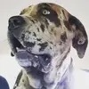 Alan Smibert - @alansmibert - TikTok