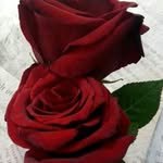 قروب مرضى الأنيميا المنجلية - @group_sickler_anemia - Instagram