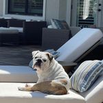 Alan Simons - @chunk.norris.bulldog - Instagram