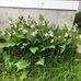 Allan Sperling - Facebook