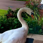 Alan Swanson 🦢 - @alan.the.swan - Instagram