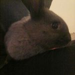 Alan Tafoya - @a_bunny_named_alan - Instagram