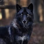 🐺ATM🐺 - @_alantaveras_ - Instagram