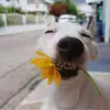 🇰🇷perritㅇ☆🎀con flor🌼🌷 - @alan.taveras3 - TikTok