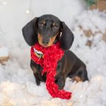 𝑨𝒍𝒂𝒏 🐾 - @alan.teckel_ - Instagram