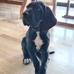 alano tedesco Boris - @alano_tedesco_boris - Instagram
