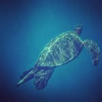 Alan Thao - @yagi_347 - Instagram