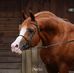 Alan Theobald - Facebook