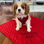 Sir Theodore Alan - @sirtheodorealan - Instagram