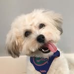 Theodore the Havanese - @theodore_alan - Instagram