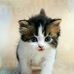 Alan Thistle - Facebook