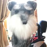 Alan 'The Fluff' Thorburn - @the_fluffy_golfer - Instagram