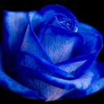 Alan Thorne - @die_rose_bleue - Instagram