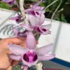 Hoalanthuy - @hoalanthuy - TikTok