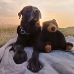 Alan Timms - @timms2013 - Instagram