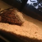 Alan And Timothy - @alan.timothy_turtles - Instagram