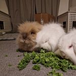 Derek, Alan, Mavis, Toby & Jolene - @lionheadbuddies - Instagram