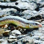 Alan Tyson - @tysongoneherping - Instagram