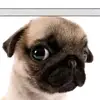 Alan Valente - @alan.valente37 - TikTok