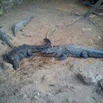 Alan Veloz - @velozalan - Instagram