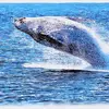 Alan | 鯨とイルカとシャチ🐋🐬 - @whale56alan - TikTok