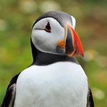 Alan Whitehead - @zygo_blue - Instagram
