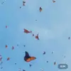 alanyakoo - @xannaplays - TikTok