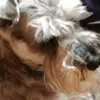 Daniela Arévalo - @alan.yo - TikTok