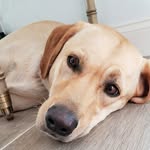 Alan Zimmerman - @antinstal - Instagram