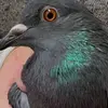 pigeon 🐦.alan - @alanziolkowski7 - TikTok