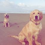 Alana Healy Devine - @alana.healydevine - Instagram