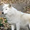 wolfeAlanna - @wolfealanna12 - TikTok