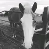 Alanna Cooper - @alannacooper81 - TikTok