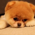 Alannah Daly - @daly.alannaittle_mix - Instagram