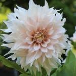 Alannah Fleming - @alannah.jane.83 - Instagram