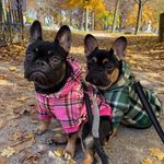 Alanna Grant - @ziggy_mazzy_frenchies - Instagram